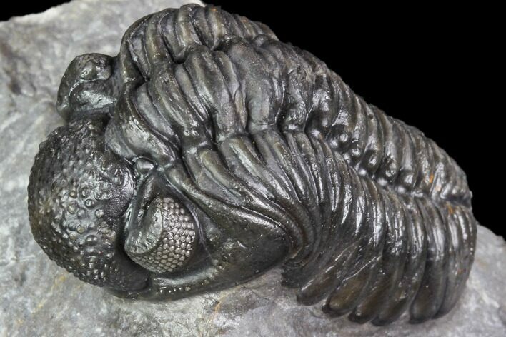 Adrisiops Weugi Trilobite - Scarce Phacopid Species #104962